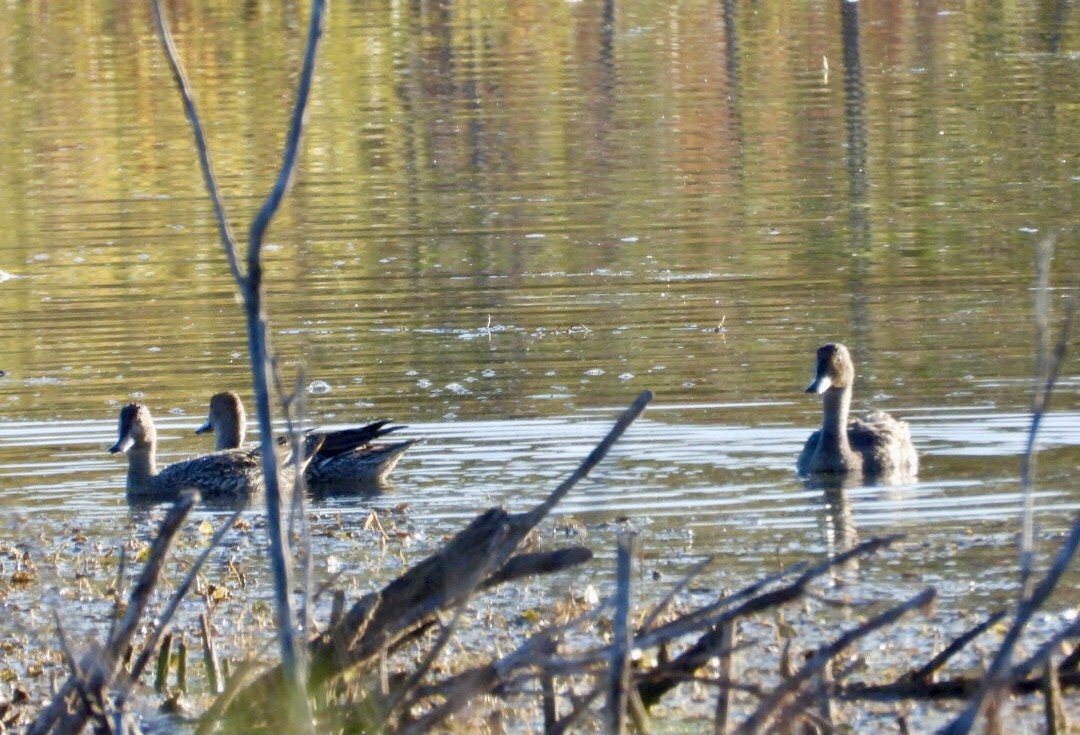 Spießente - ML642877968