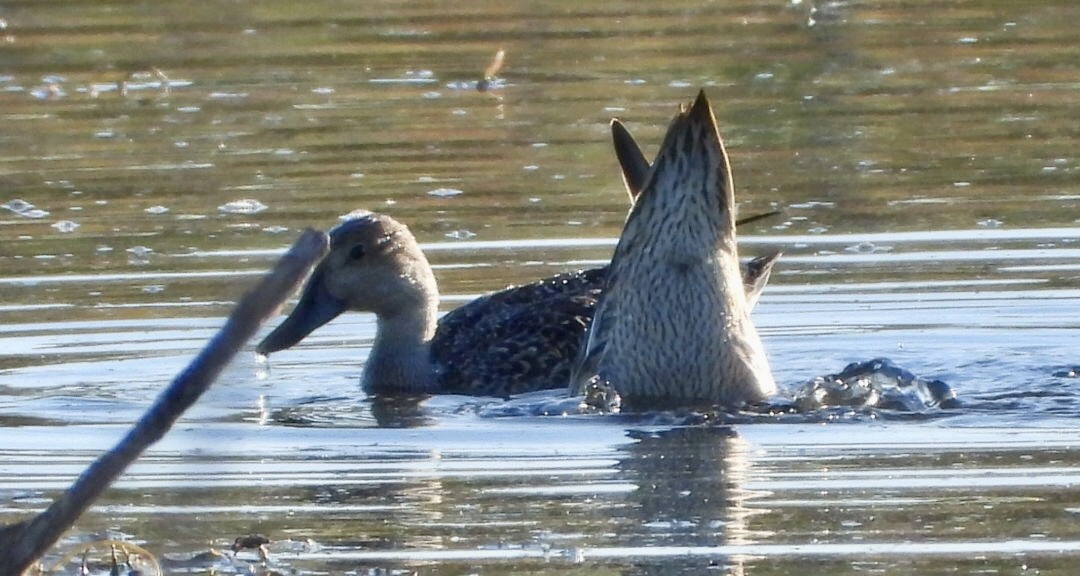 Spießente - ML642877969