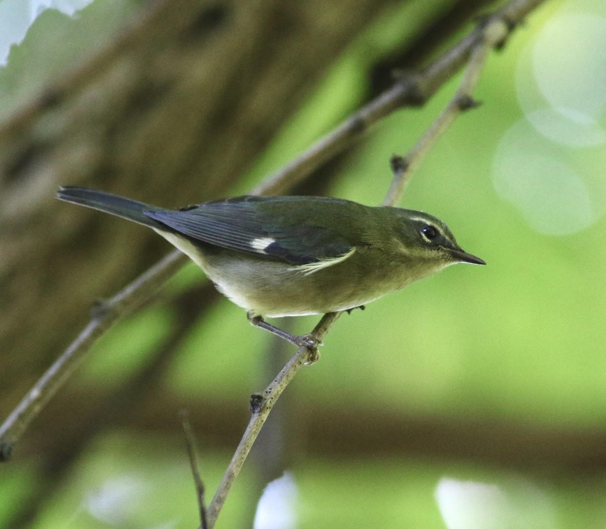 Black-throated Blue Warbler - ML642877980