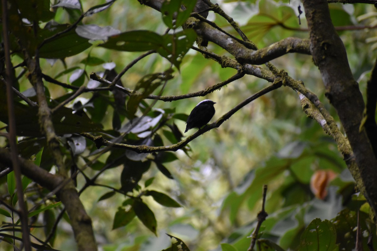 White-crowned Manakin - ML642877985