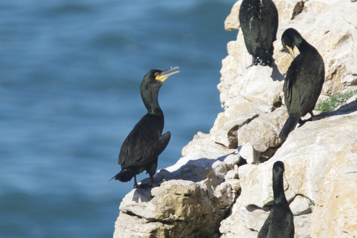 European Shag - ML642877987