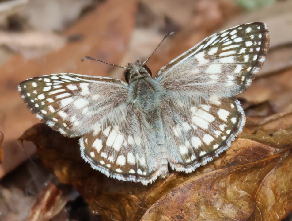 Tropical Checkered-Skipper - ML642877999