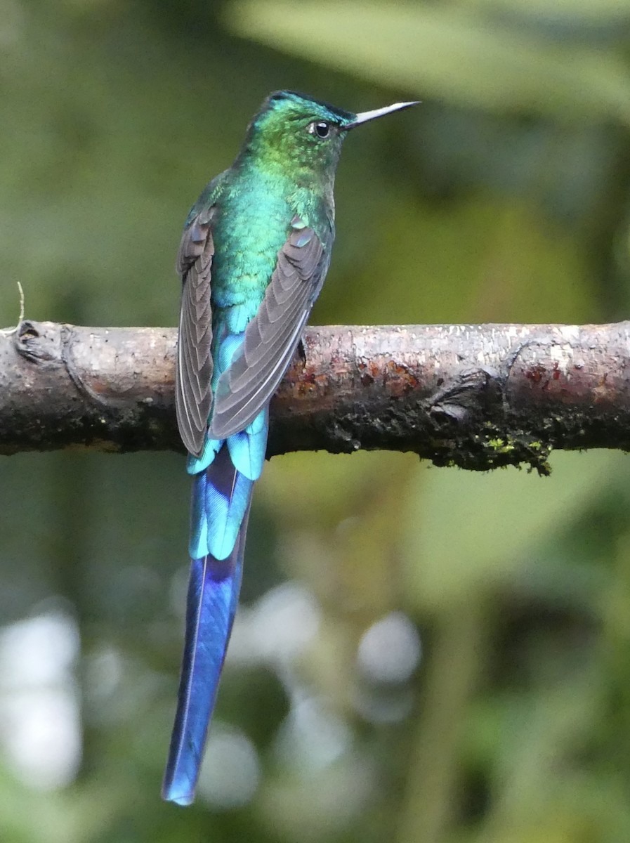 Long-tailed Sylph - ML642878002