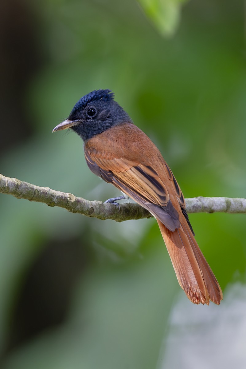 Amur Paradise-Flycatcher - ML642878003