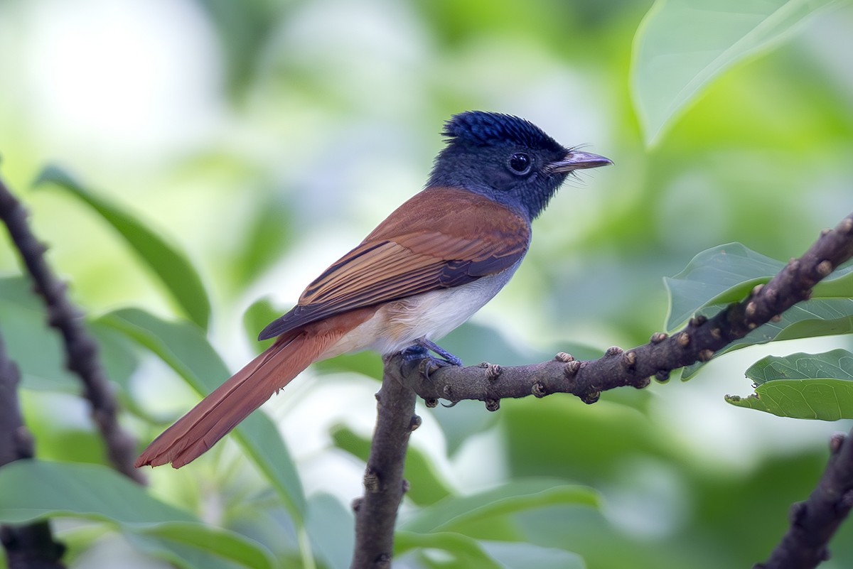 Amur Paradise-Flycatcher - ML642878004