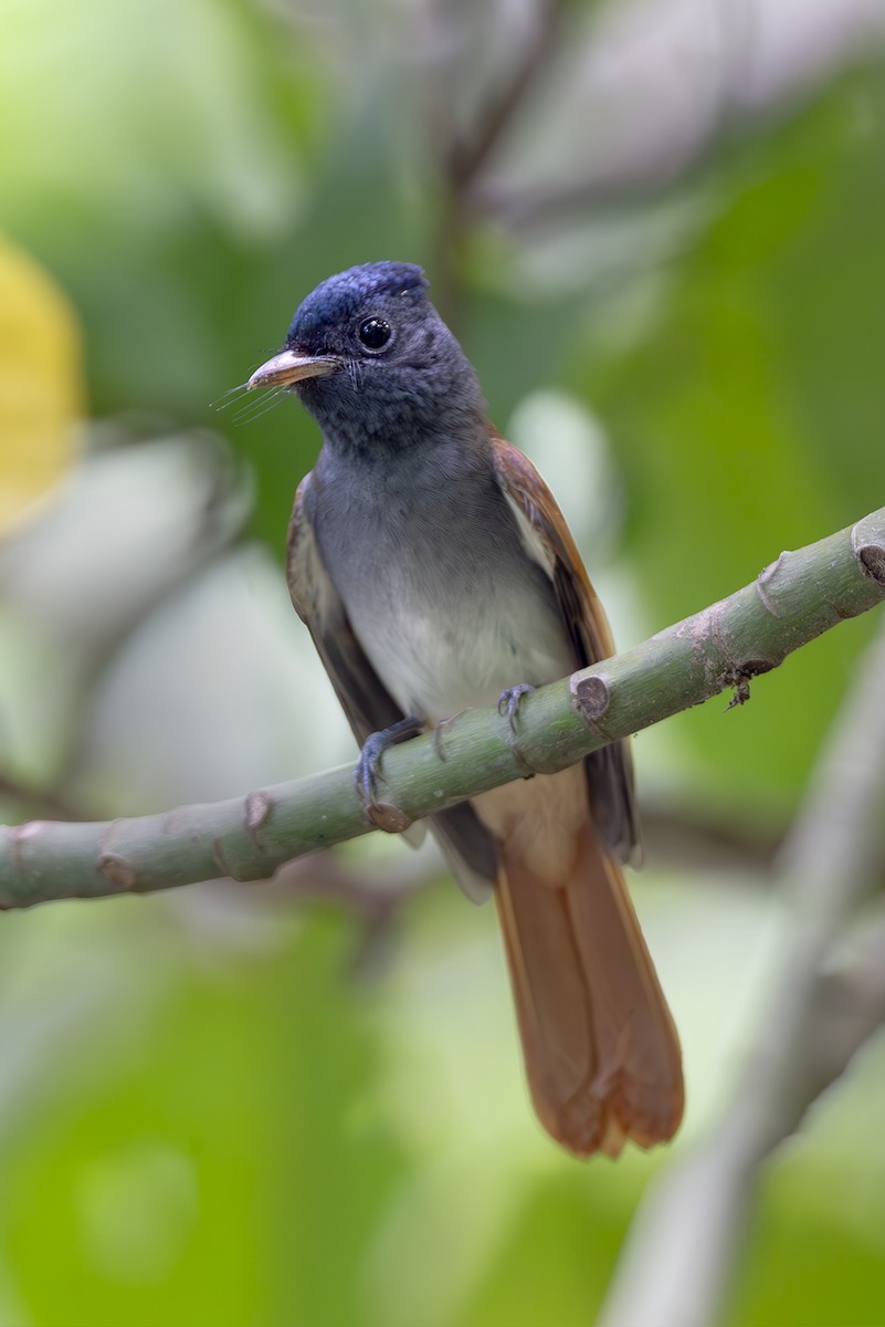 Amur Paradise-Flycatcher - ML642878005
