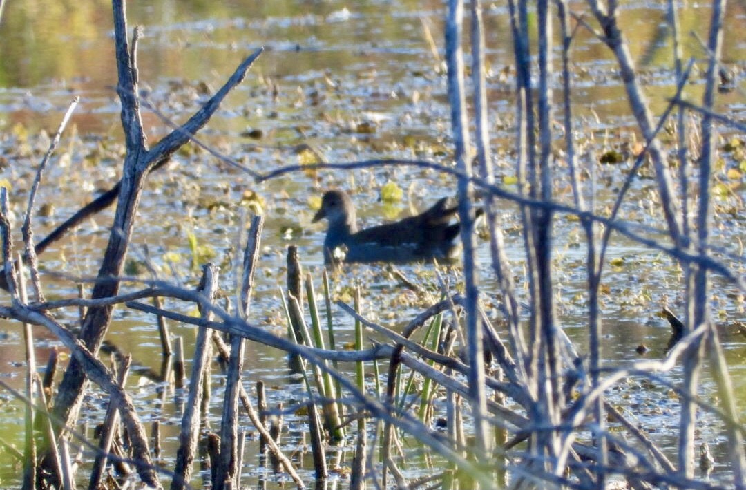Common Gallinule - ML642878006