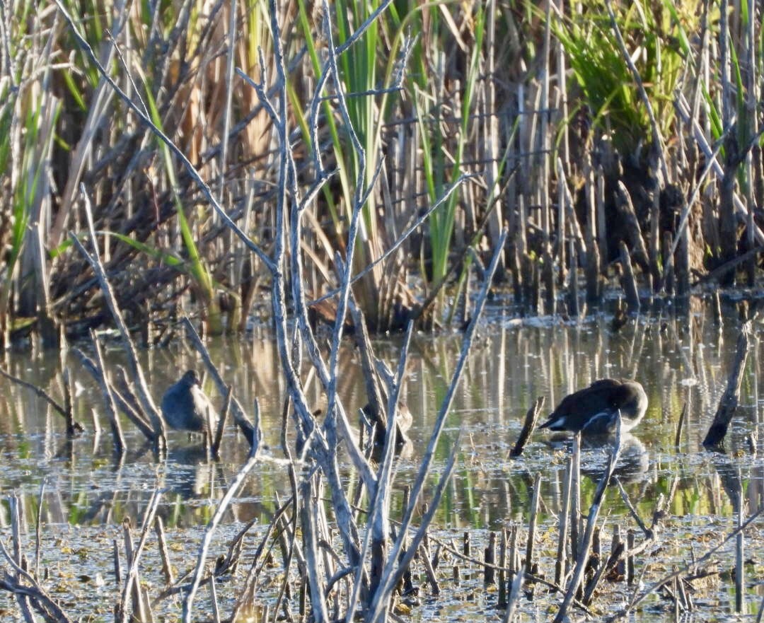 Common Gallinule - ML642878007