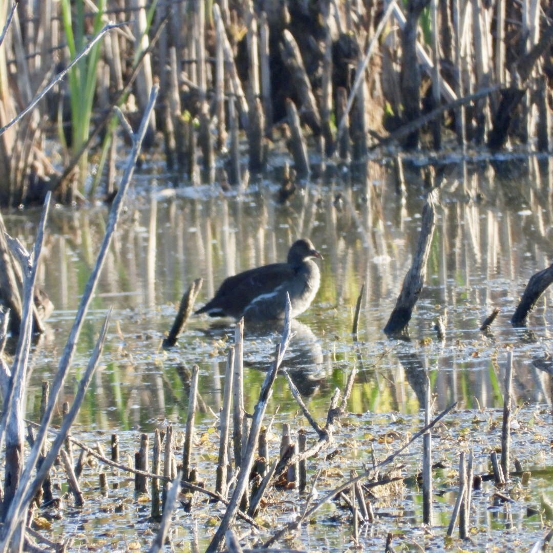 Common Gallinule - ML642878008
