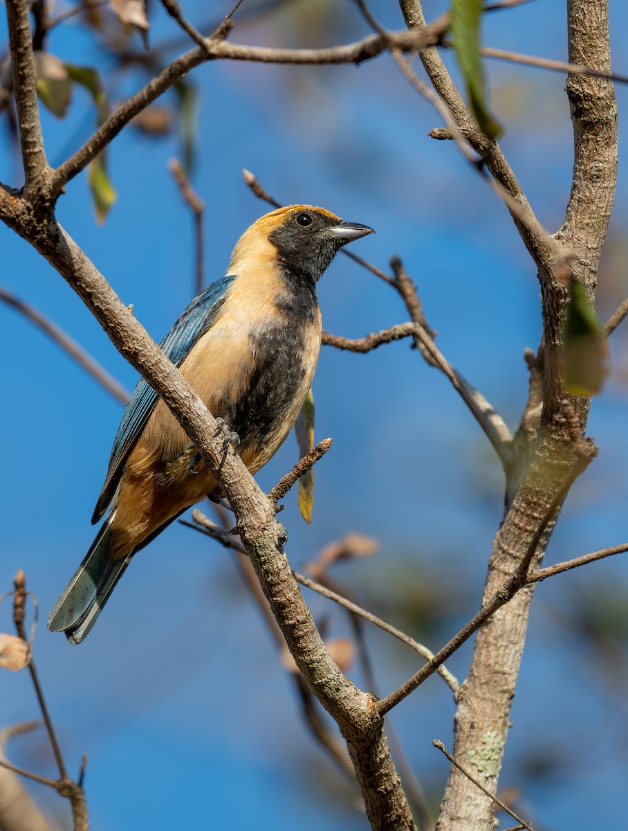 Burnished-buff Tanager - ML642878021