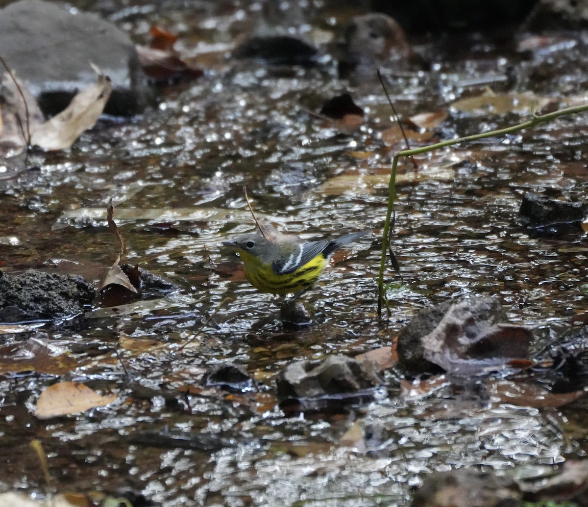 Magnolia Warbler - ML642878022