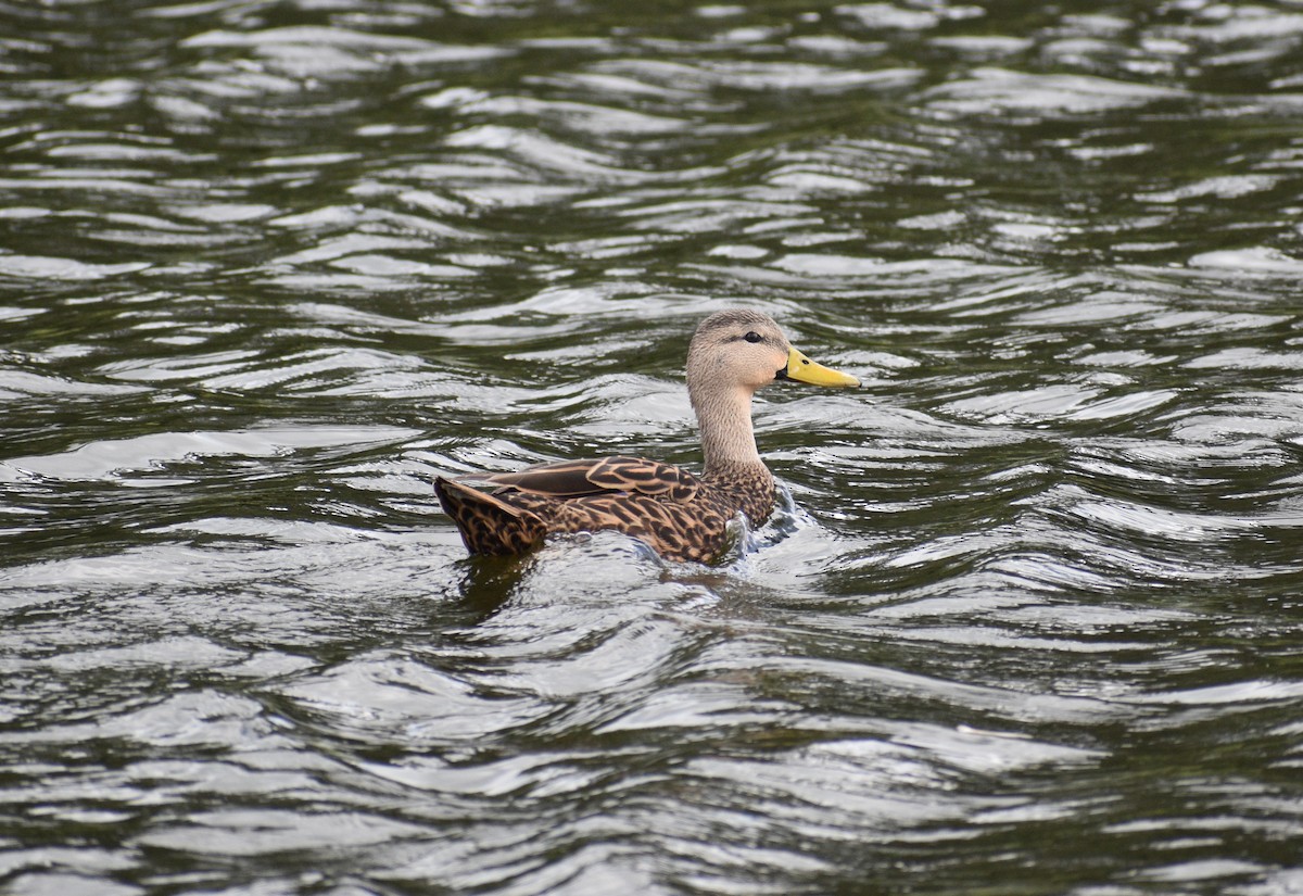 Mallard/Mottled Duck - ML642878023