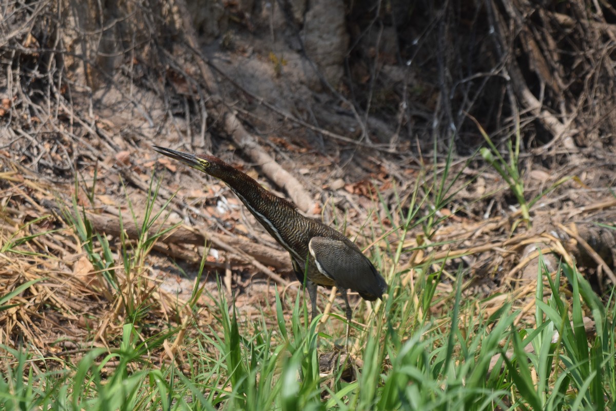 Rufescent Tiger-Heron - ML642878024