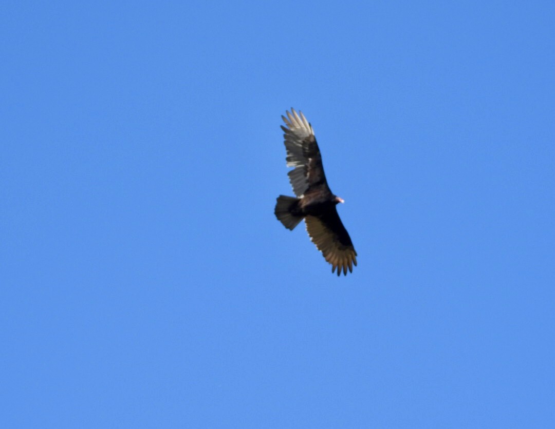 Turkey Vulture - ML642878025