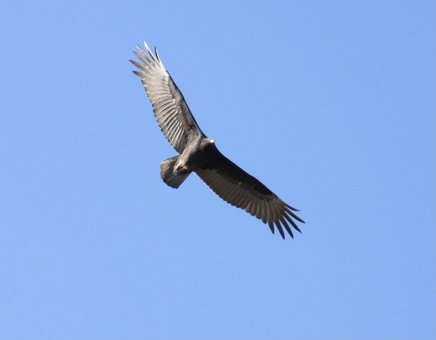 Turkey Vulture - ML642878026