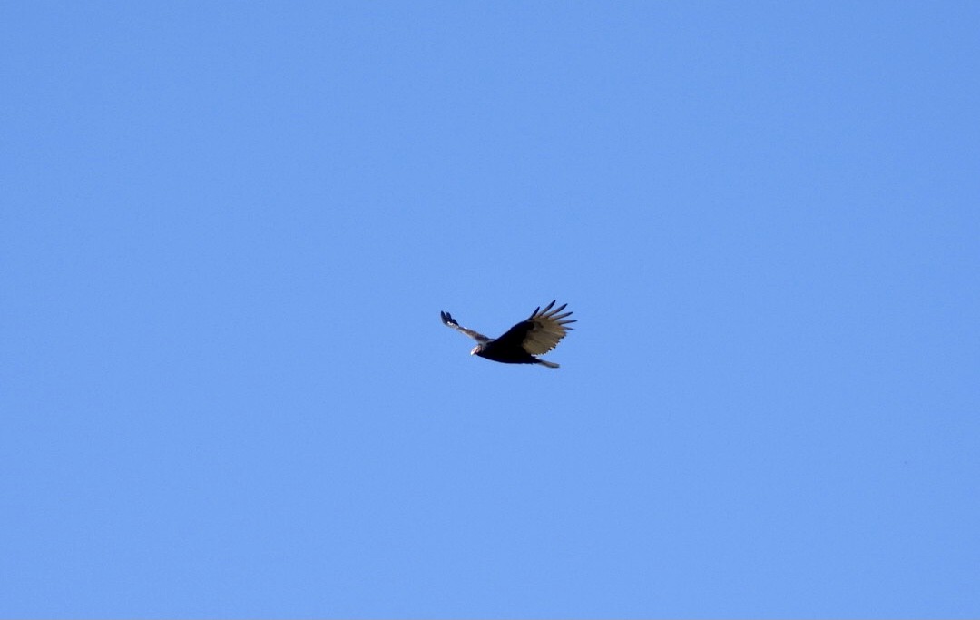 Turkey Vulture - ML642878027