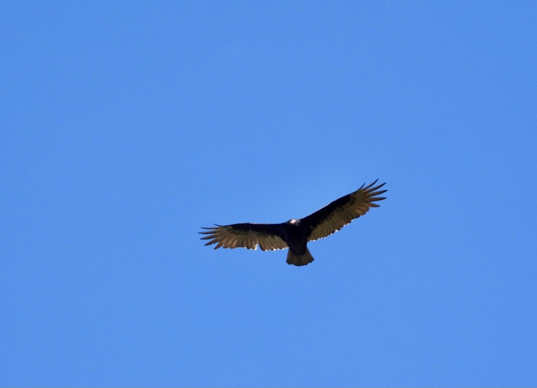 Turkey Vulture - ML642878028