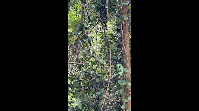 Dark-necked Tailorbird - ML642878029