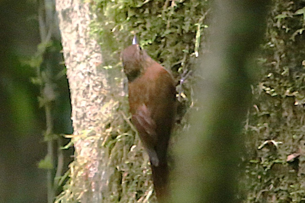 Wedge-billed Woodcreeper - ML642878031