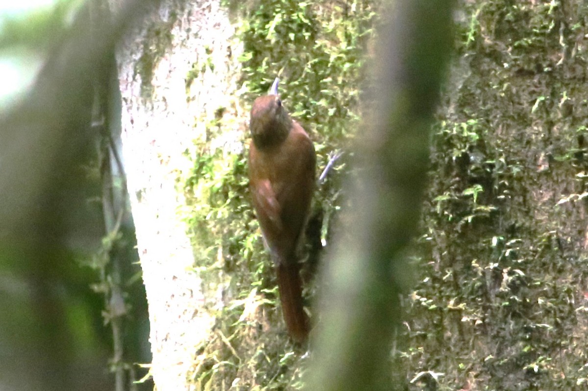 Wedge-billed Woodcreeper - ML642878032