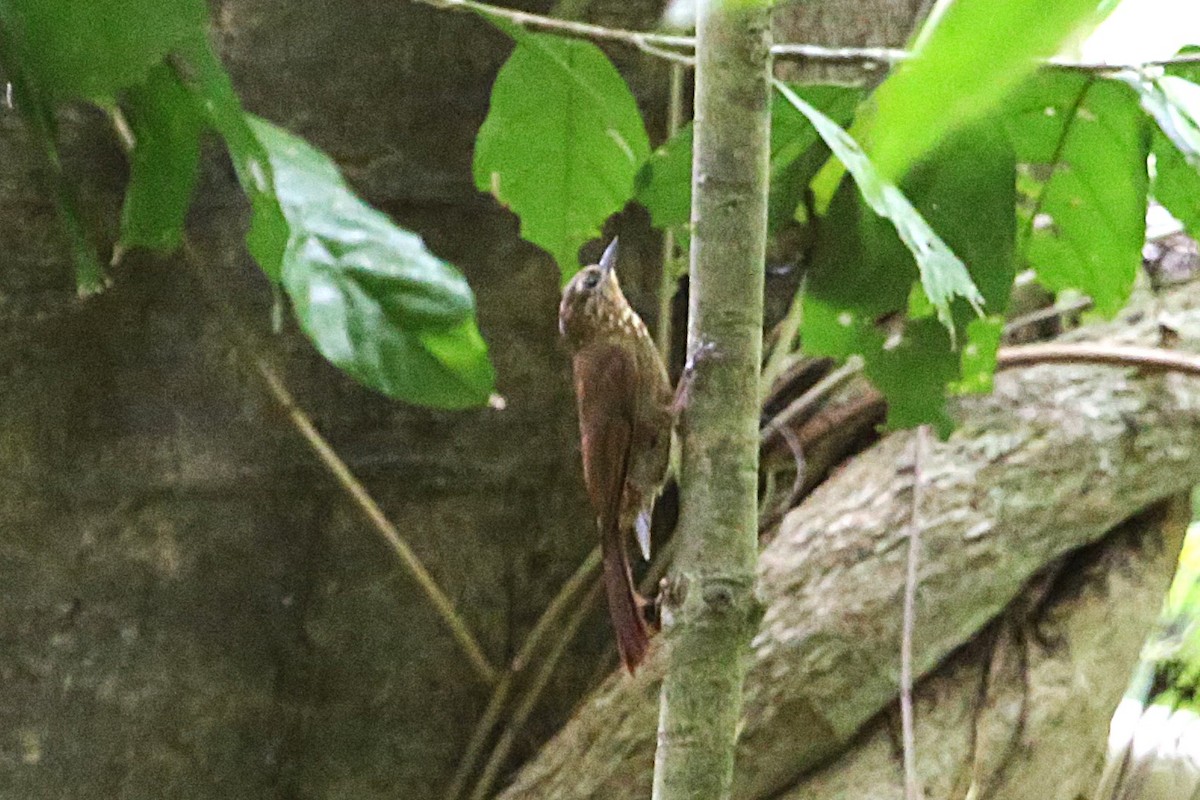Wedge-billed Woodcreeper - ML642878033