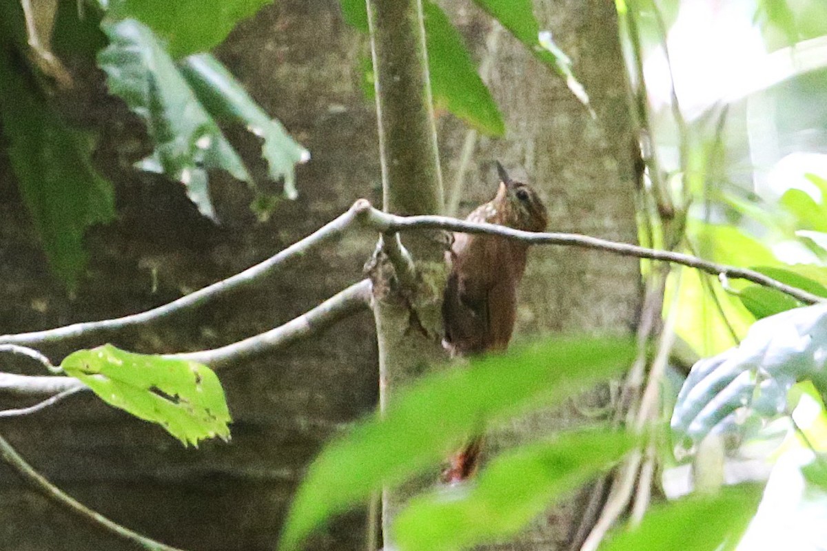 Wedge-billed Woodcreeper - ML642878034