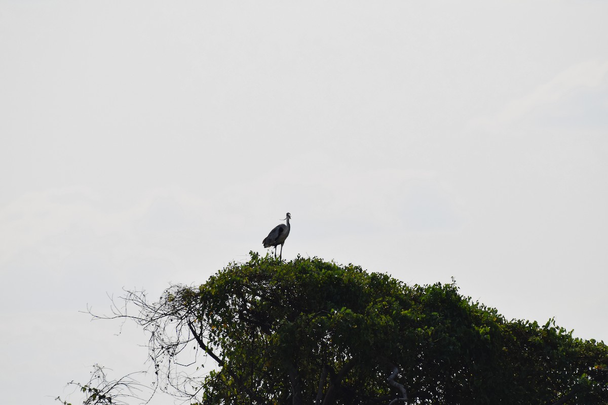 Cocoi Heron - ML642878035