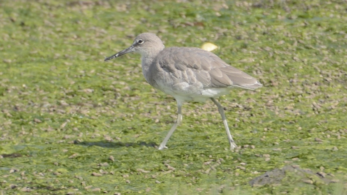Willet (Western) - ML642878036