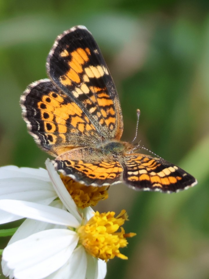 Phaon Crescent - ML642878037