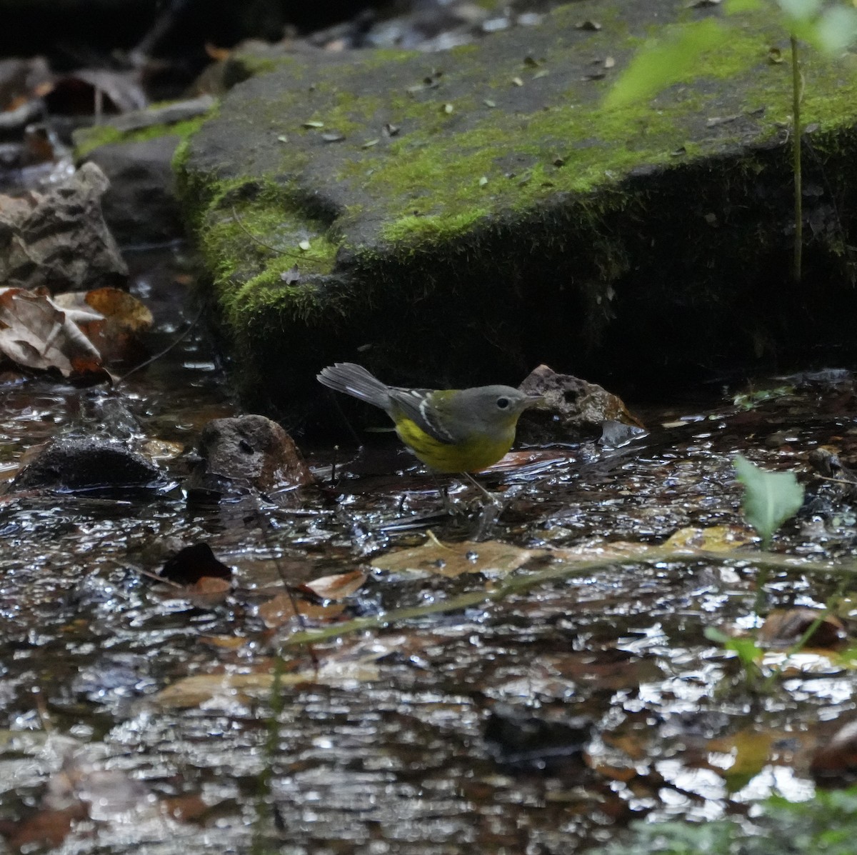 Magnolia Warbler - ML642878040