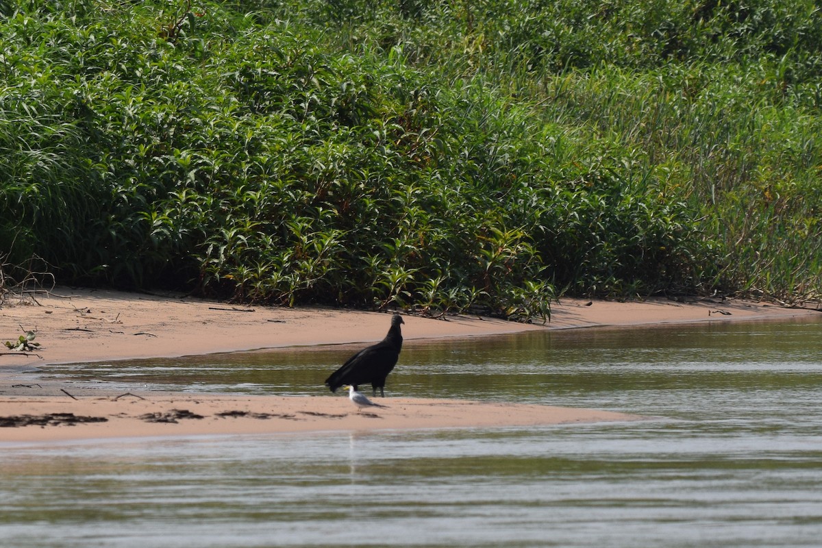 Black Vulture - ML642878042