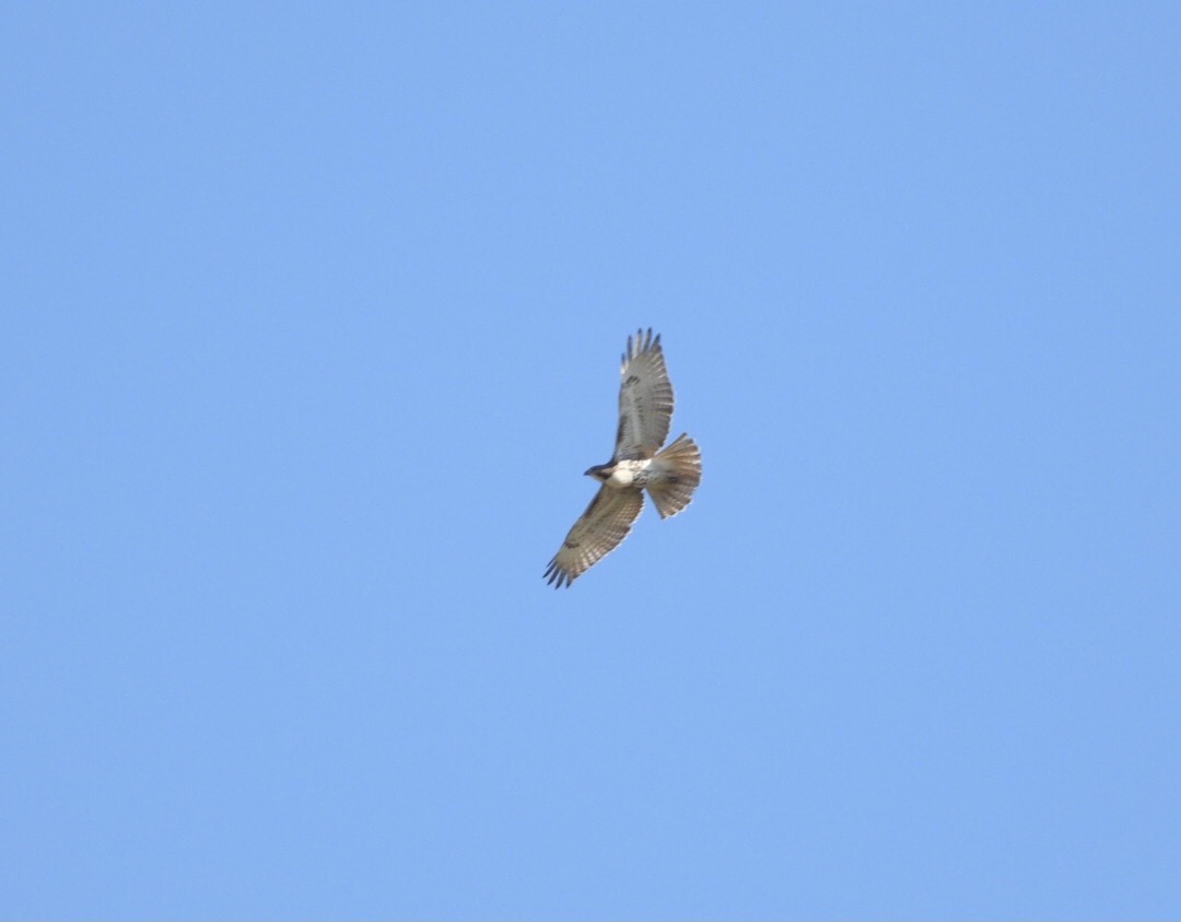 Red-tailed Hawk - ML642878044