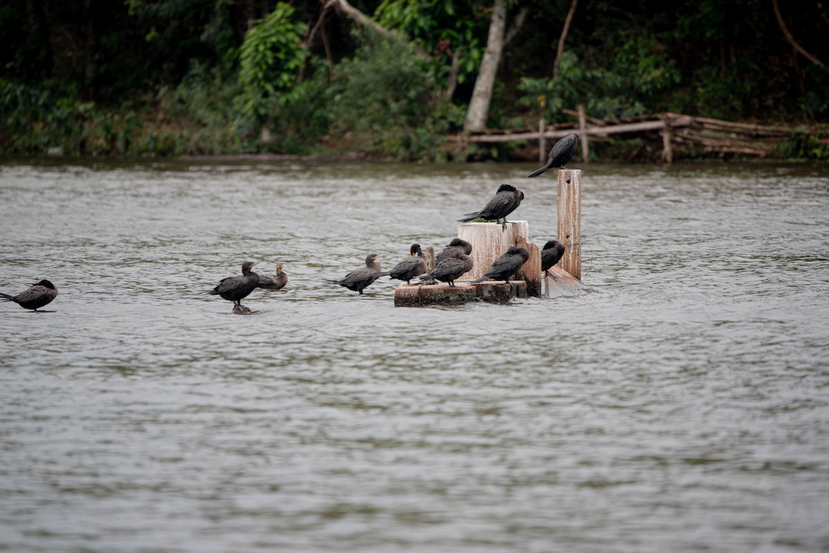 Neotropic Cormorant - ML642878049
