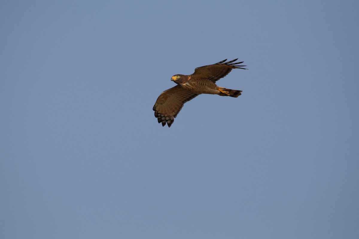 Roadside Hawk - ML642878050