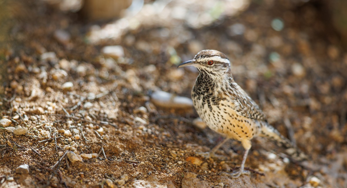 Cactus Wren - ML642878052