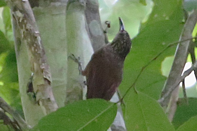 Cocoa Woodcreeper - ML642878054