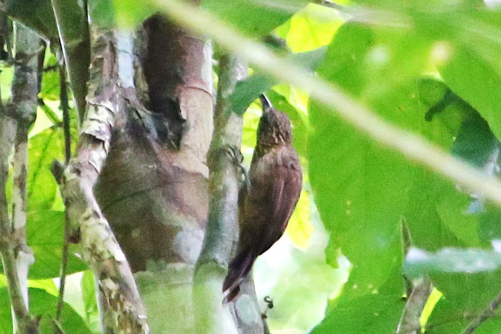 Cocoa Woodcreeper - ML642878055