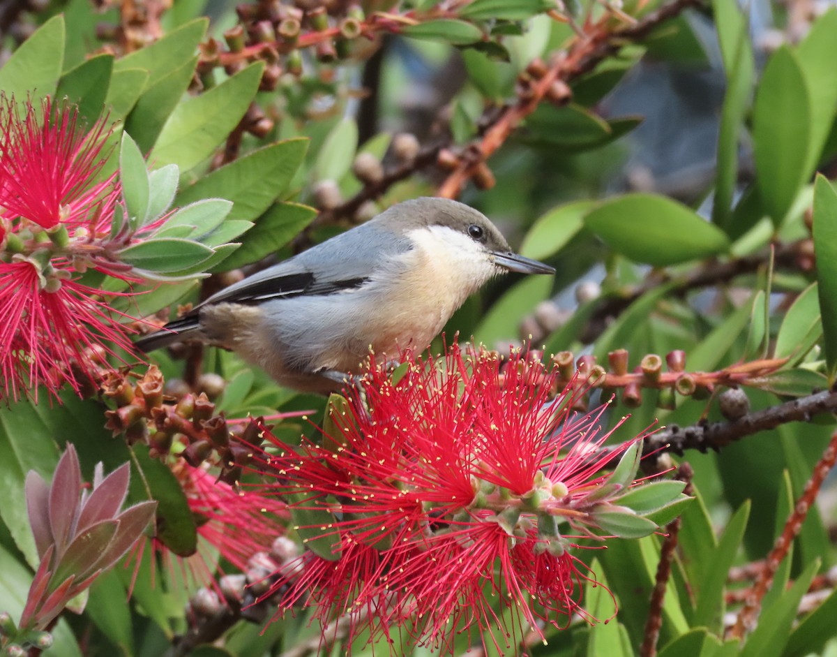 Pygmy Nuthatch - ML642878057
