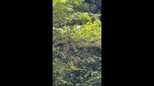 Orange-breasted Trogon (Spice) - ML642878059