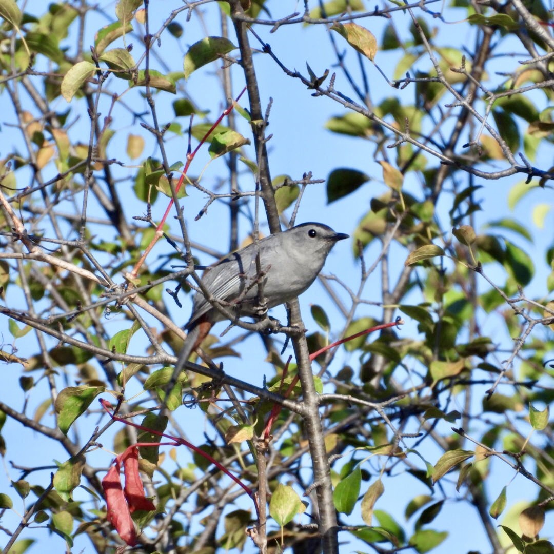 Gray Catbird - ML642878063