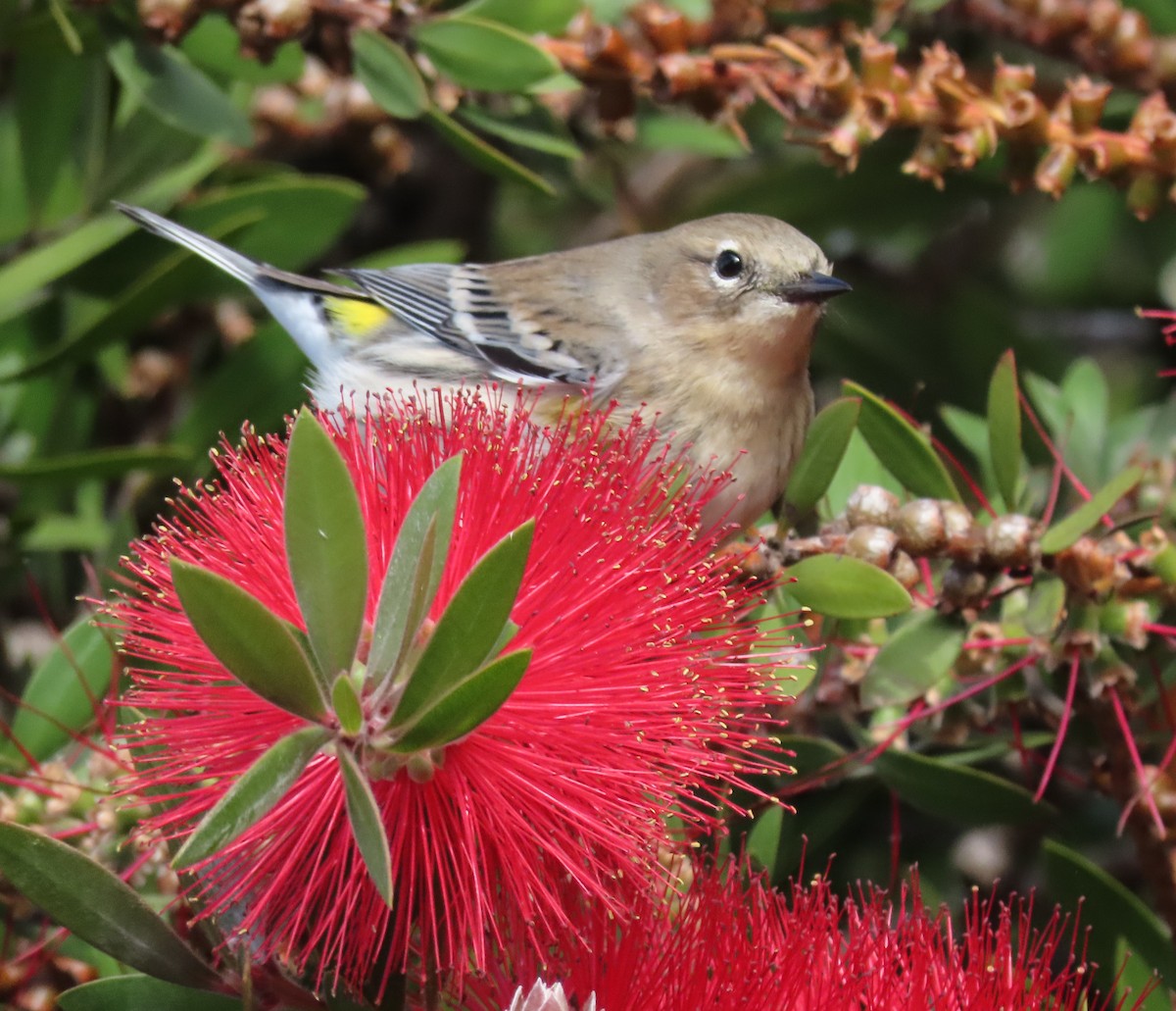 Yellow-rumped Warbler - ML642878064