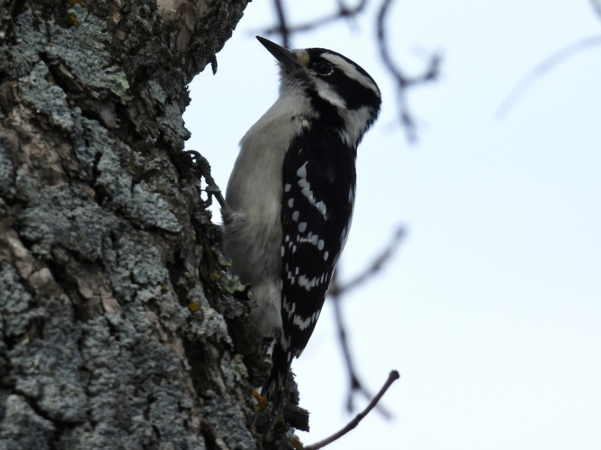 Downy Woodpecker - ML642878068