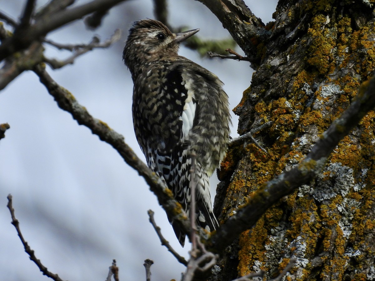 Yellow-bellied Sapsucker - ML642878073