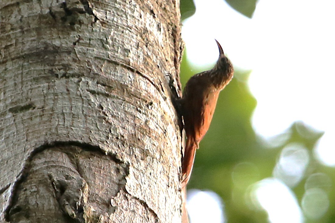 Streak-headed Woodcreeper - ML642878079