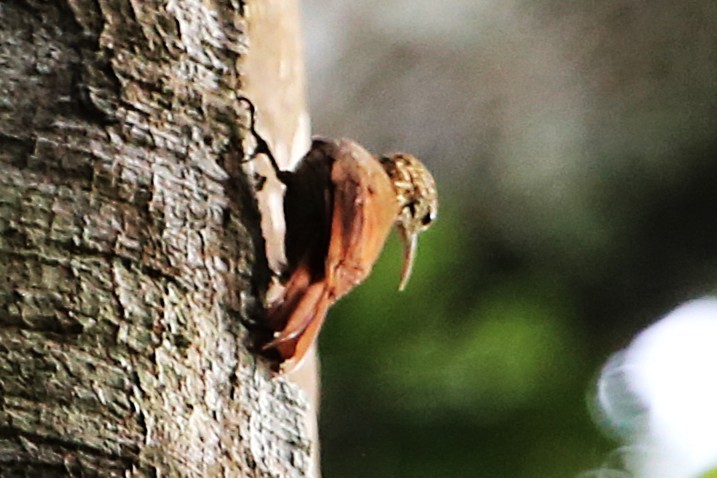 Streak-headed Woodcreeper - ML642878080