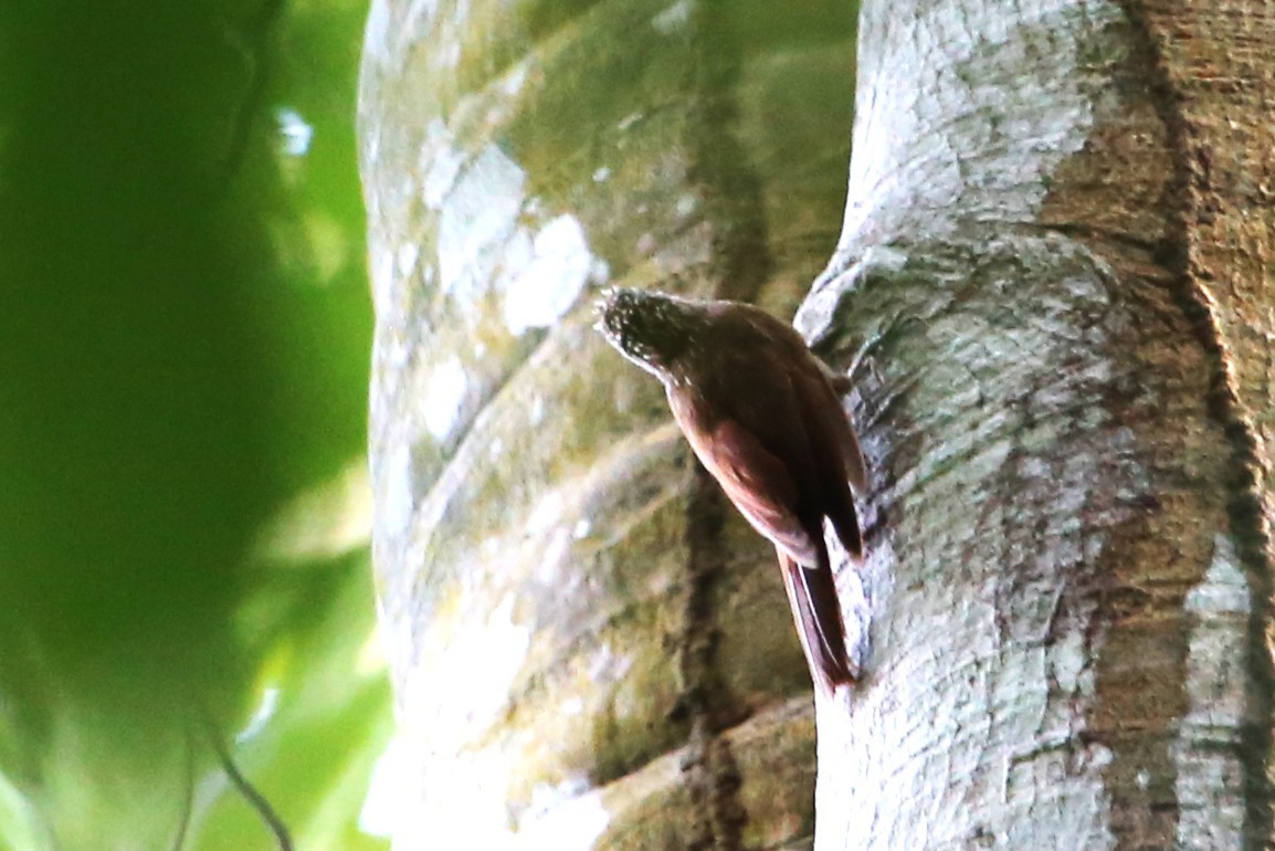 Streak-headed Woodcreeper - ML642878081