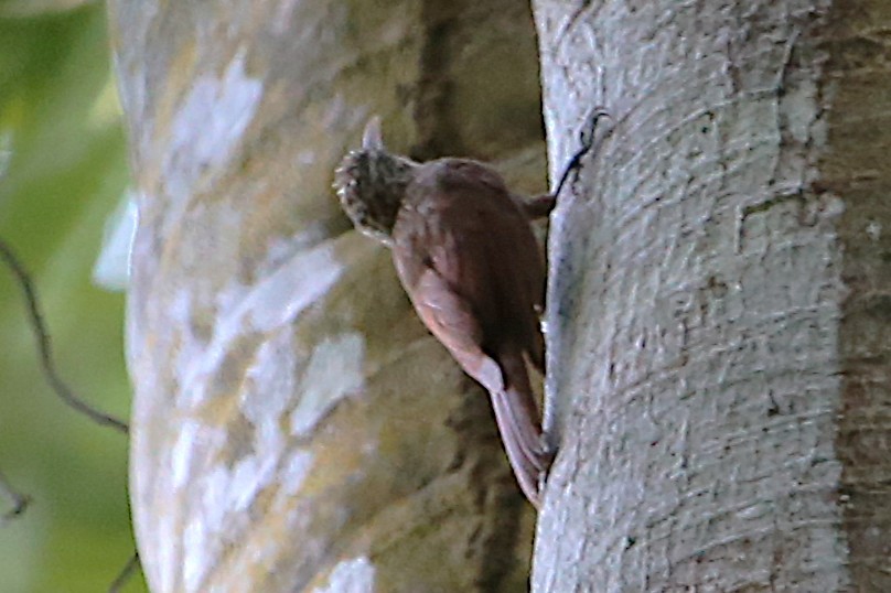 Streak-headed Woodcreeper - ML642878082