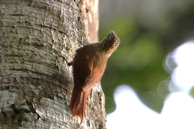 Streak-headed Woodcreeper - ML642878083