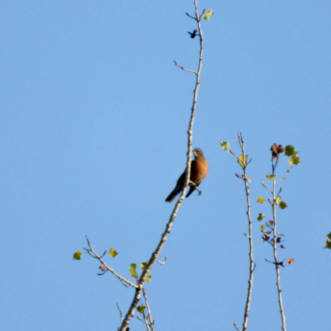 American Robin - ML642878084
