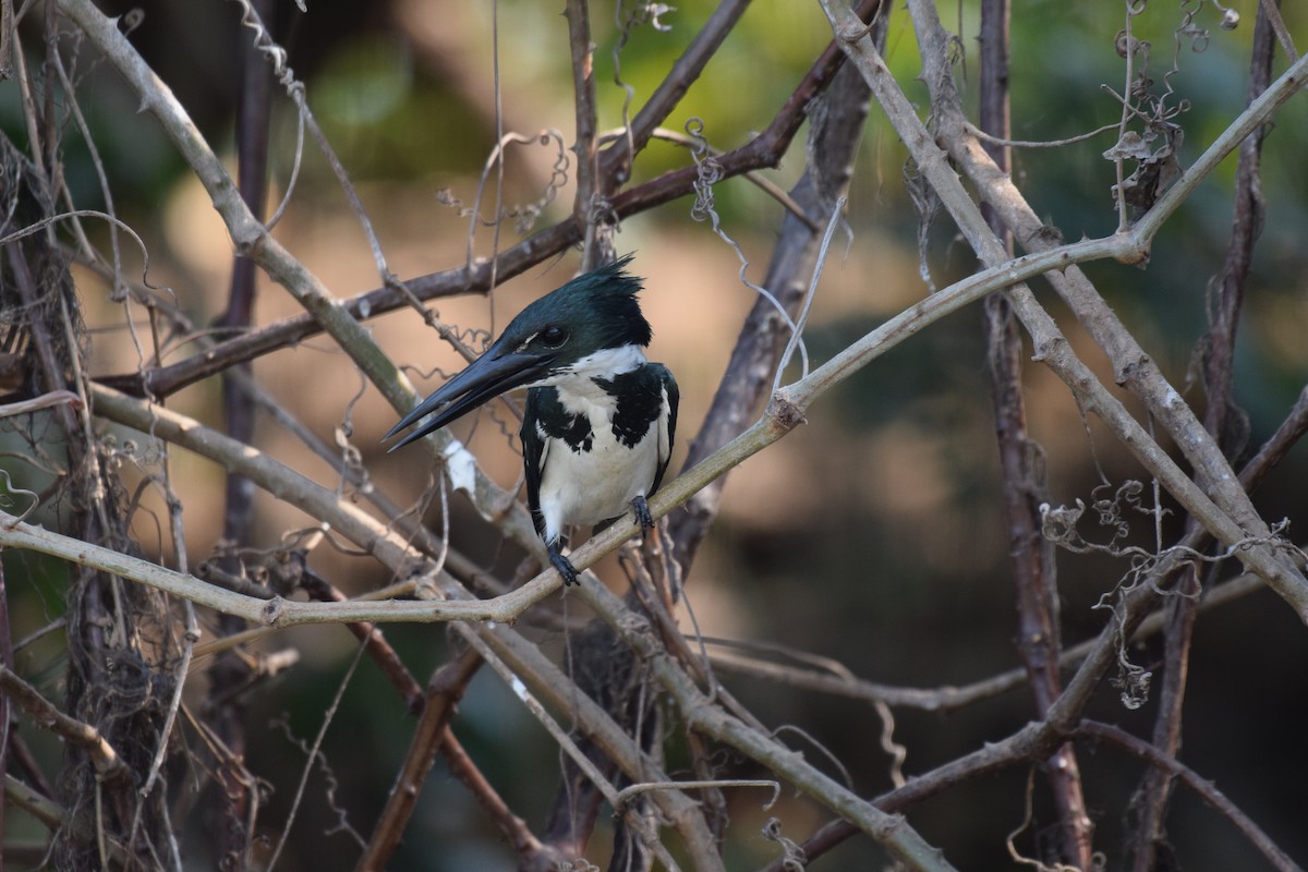 Martin-pêcheur d'Amazonie - ML642878085